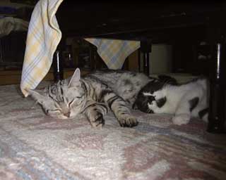 Q���Y����