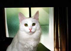 ���i�����