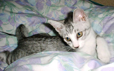 �A�b�V������