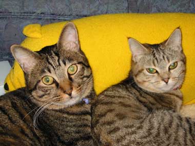 �_��������A�܂������