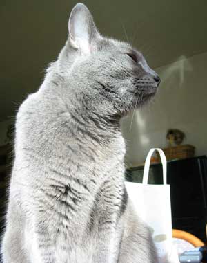 �`�b�v�����