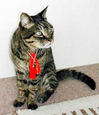 �`�����^����