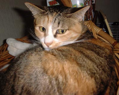 �t�����\���[�Y�����