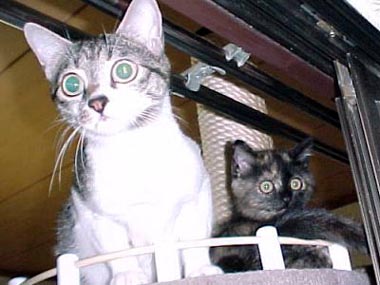 �O�b�p���p�t�B�[�����