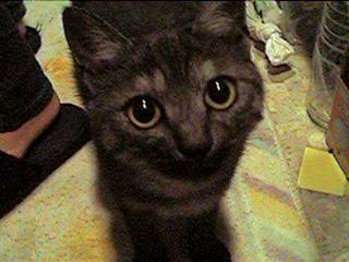 �}�R�g����@���̂P