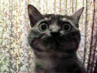 �}�R�g����@���̂Q