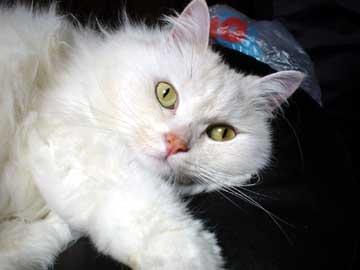 �݁[�q����