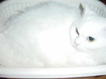 �~�[�V�������