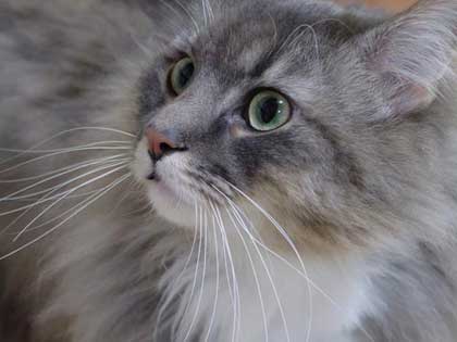 �A�E������