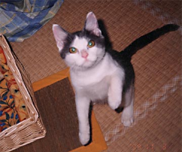 �҂�񑾂����