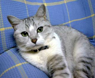 �V���V�����