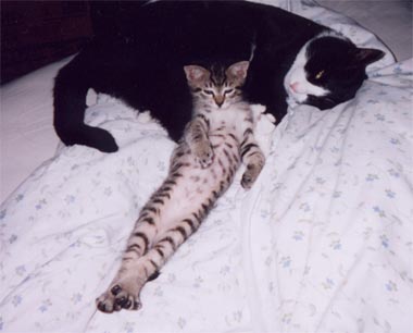 �T�j�[���񁕂܂낭��@���̂P