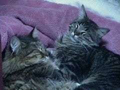 �W���~�[����ƃp������