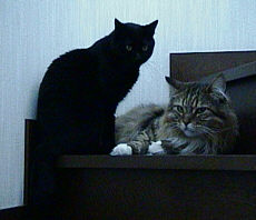 �W���~�[����ƃ����E����