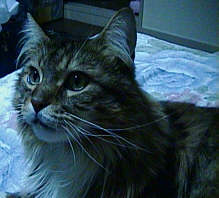 �����܂��W���~�[����