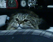 �����ڂȃW���~�[����