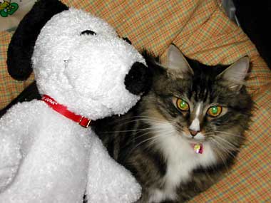 �������邿���