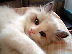 �z���i��̂�j�����