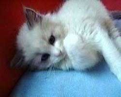 �z���i��̂�j�����