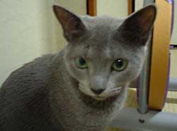 ��i�ꂢ�j����