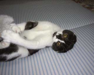 �����т����