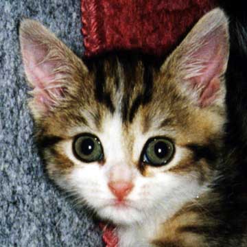 �A�������