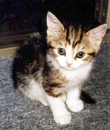 �A�������