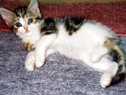 �A�������