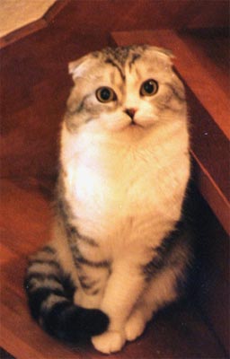 ���Ⴂ����