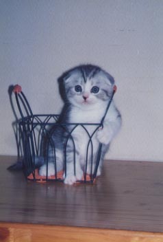 ���Ⴂ����q������