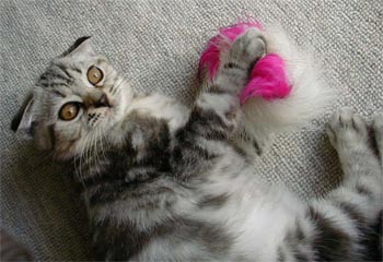 �N���������