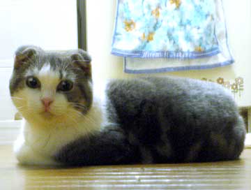 �����Y����