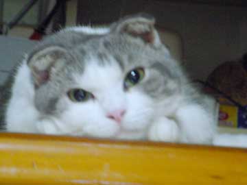 �����Y����