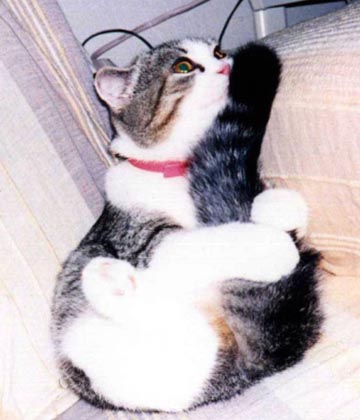 �ӂ��΂����@���̂P