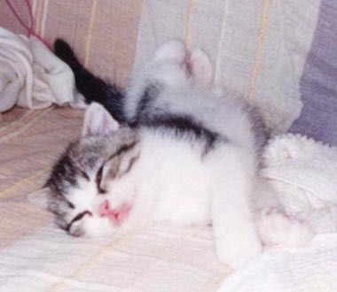 �ӂ��΂����@���̂Q