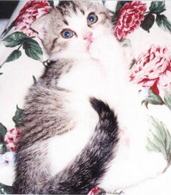 �ӂ��΂����@���̂R