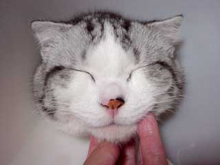 �C�i�J�C�j����