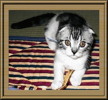 �I�m���