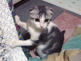 ���J�����