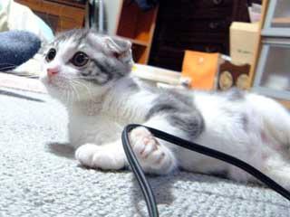 ���J�����