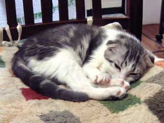 ���J�����