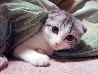 ���J�����