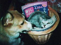 ���������