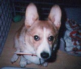 ���傱����