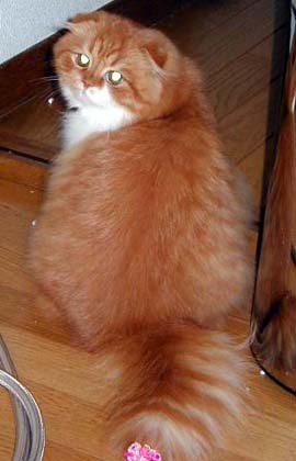 �m�G�������@���̂P