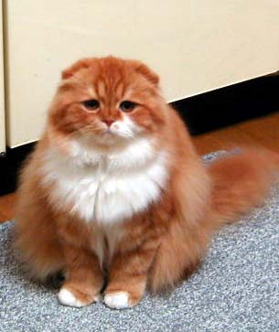 �m�G�������@���̂Q