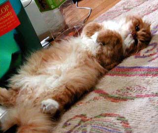 �m�G�������@���̂R