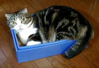 �������傿���