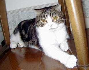 �������傿���