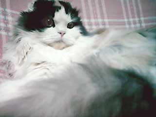 �s�[�`�����